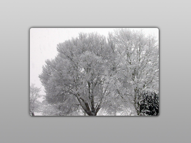 arbre_neige.jpg