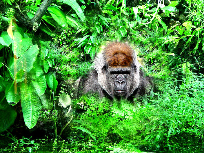 Gorrilla